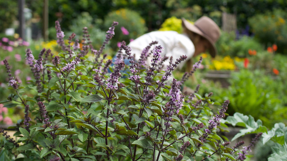 Cottage Plants