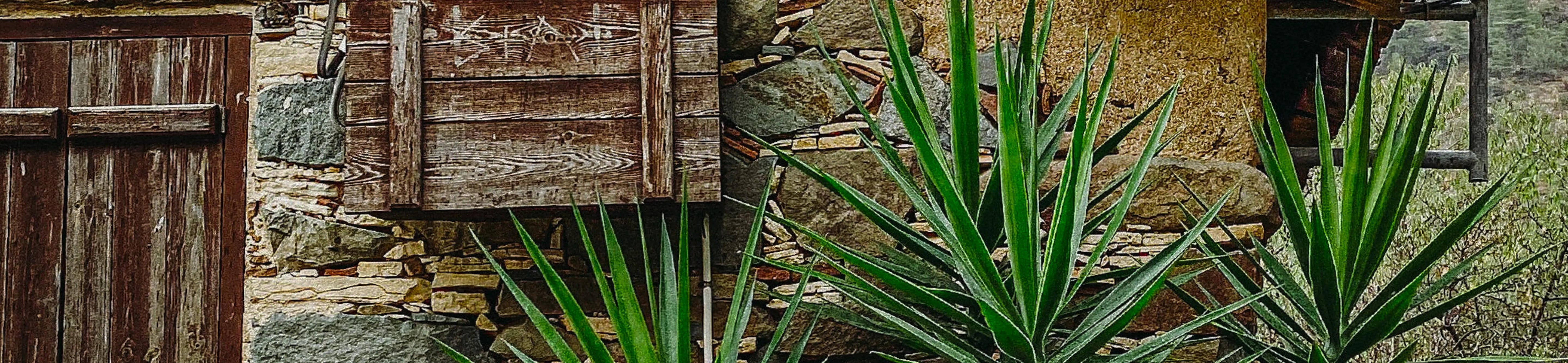 Grasses