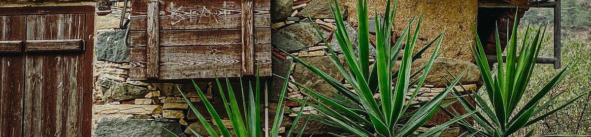 Ground Cover