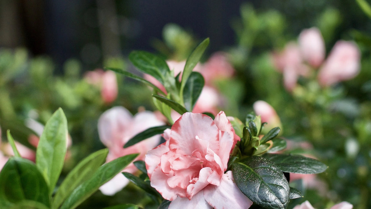 Shrubs