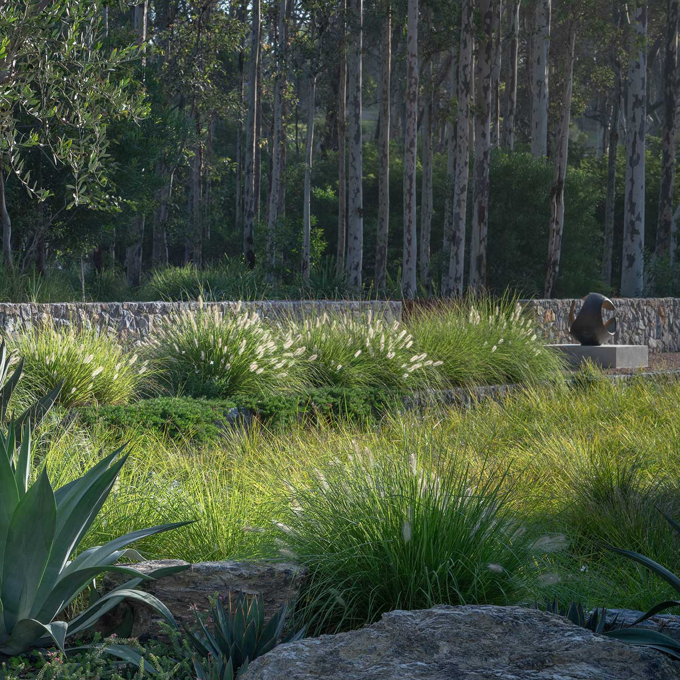 Lomandra