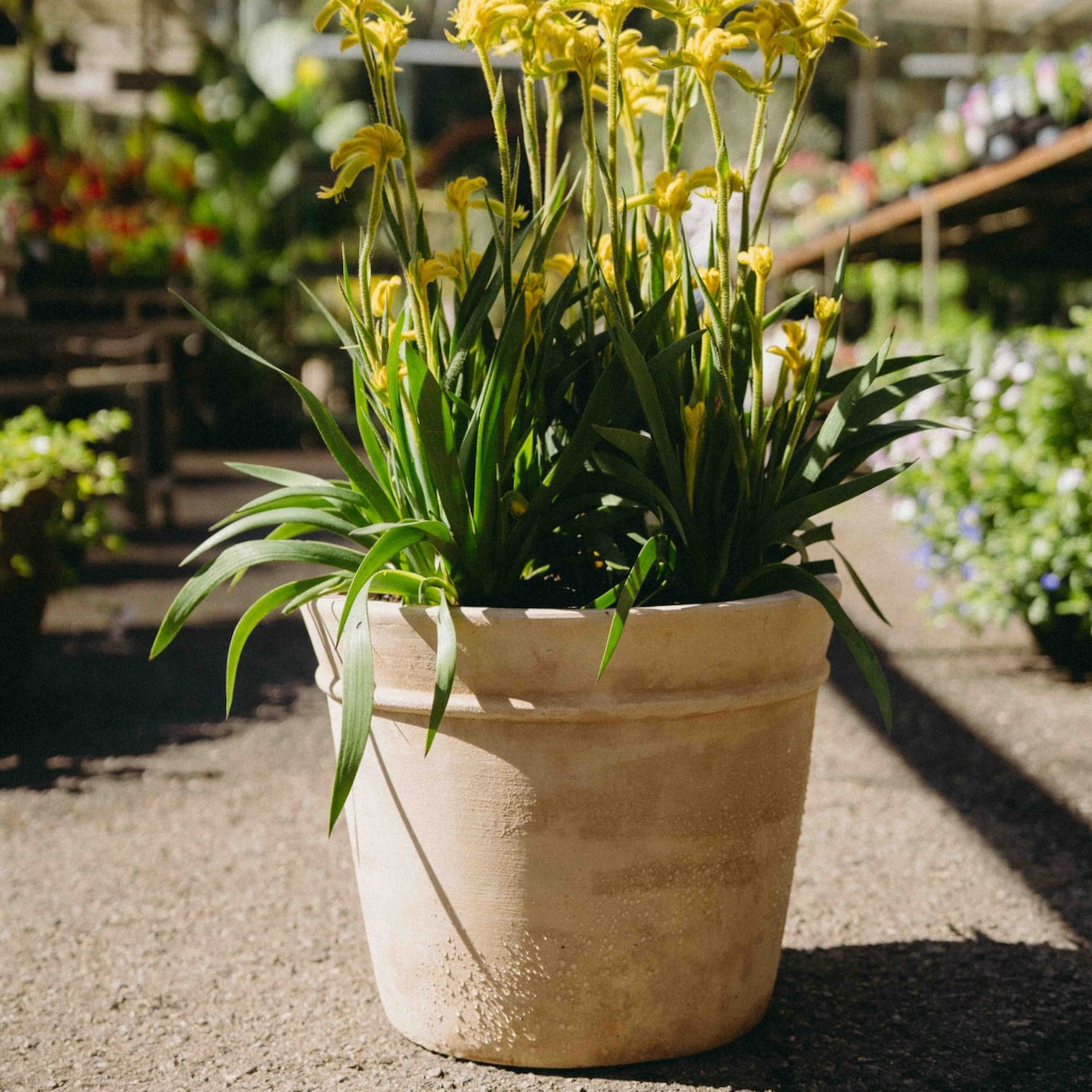 Antique Terracotta pot desio planted with kangaroo paw.