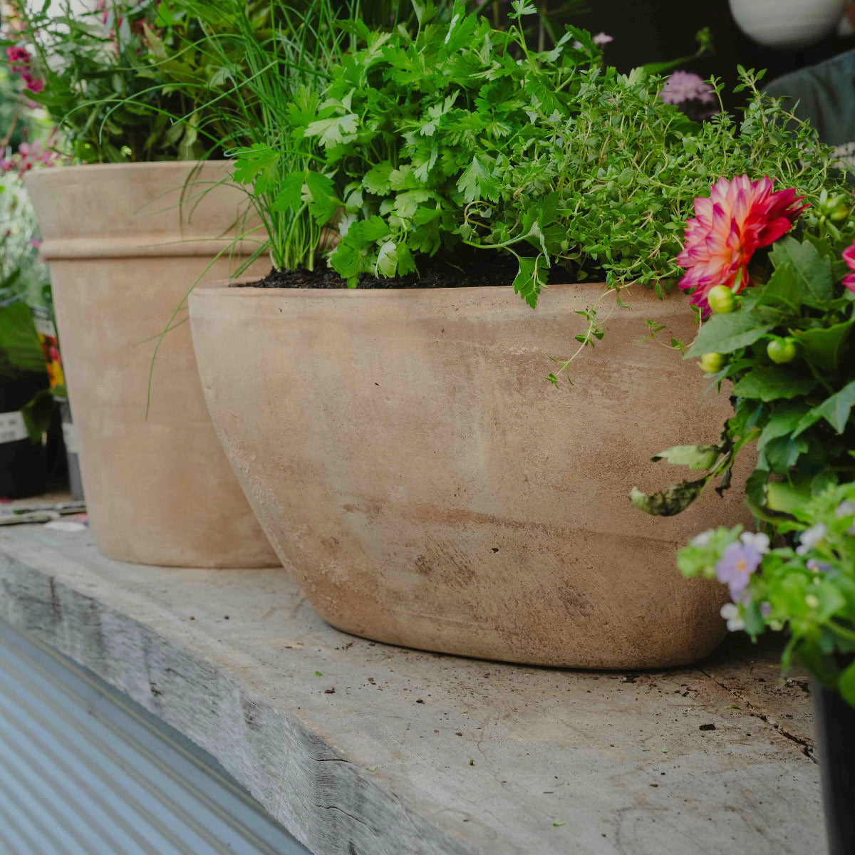 Antique Terracotta Loire Trough Brisbane herb garden