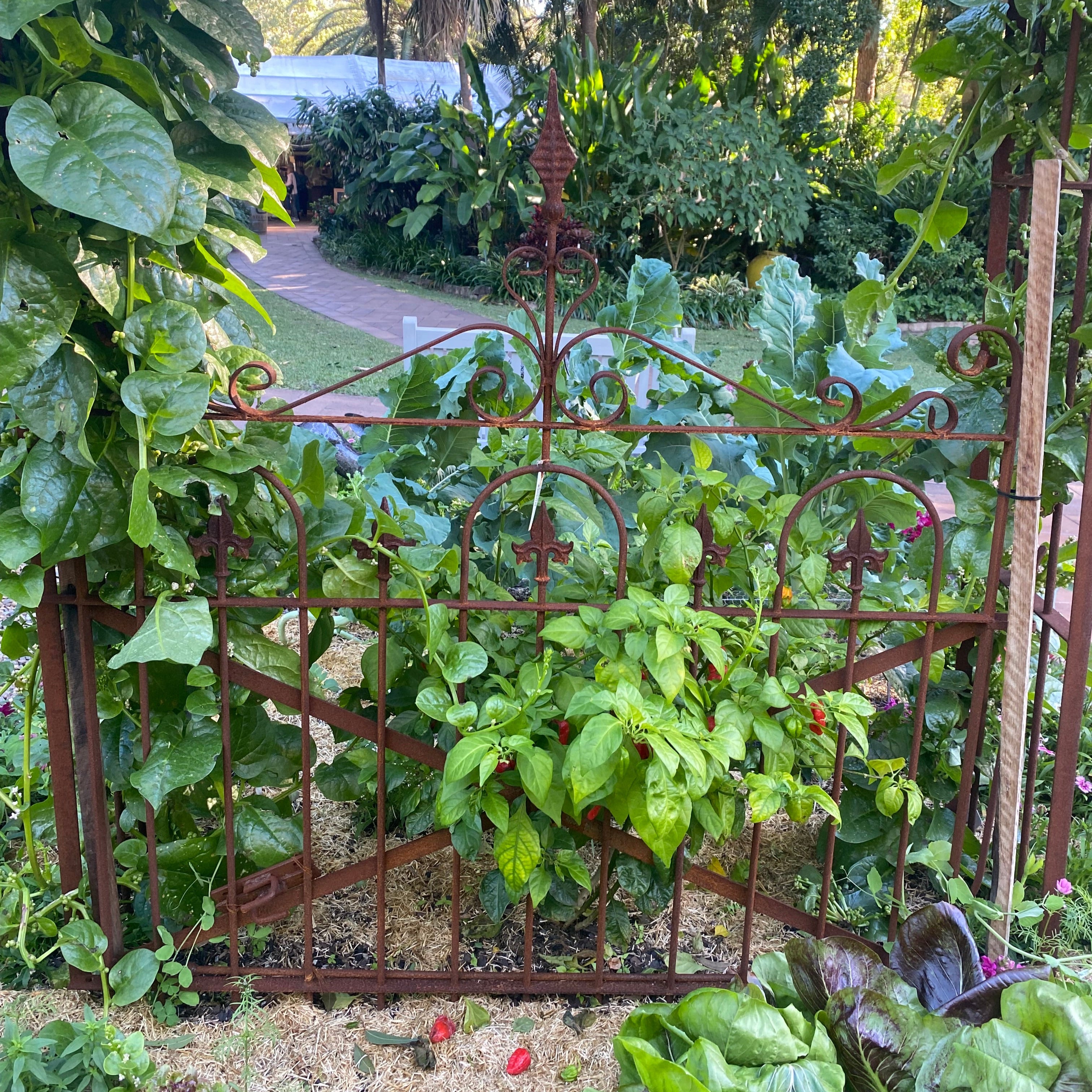 Single Garden Gate