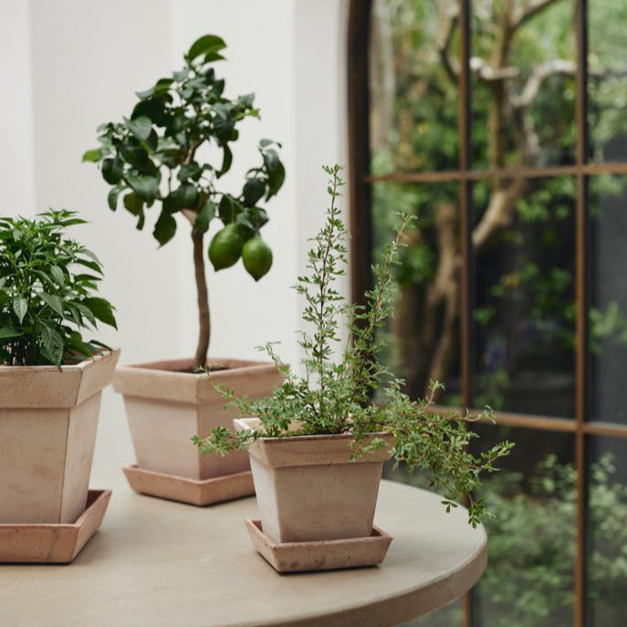 Gaia Rosa Pot inc saucer