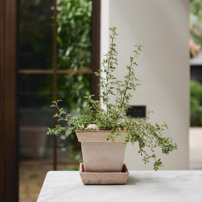 Gaia Rosa Pot inc saucer