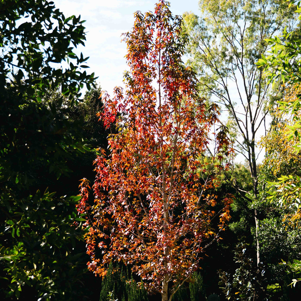 Liquid Amber, Liquidambar styraciflua