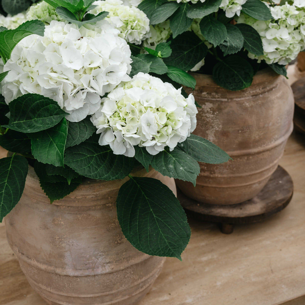 Antique Terra Dijon Jar