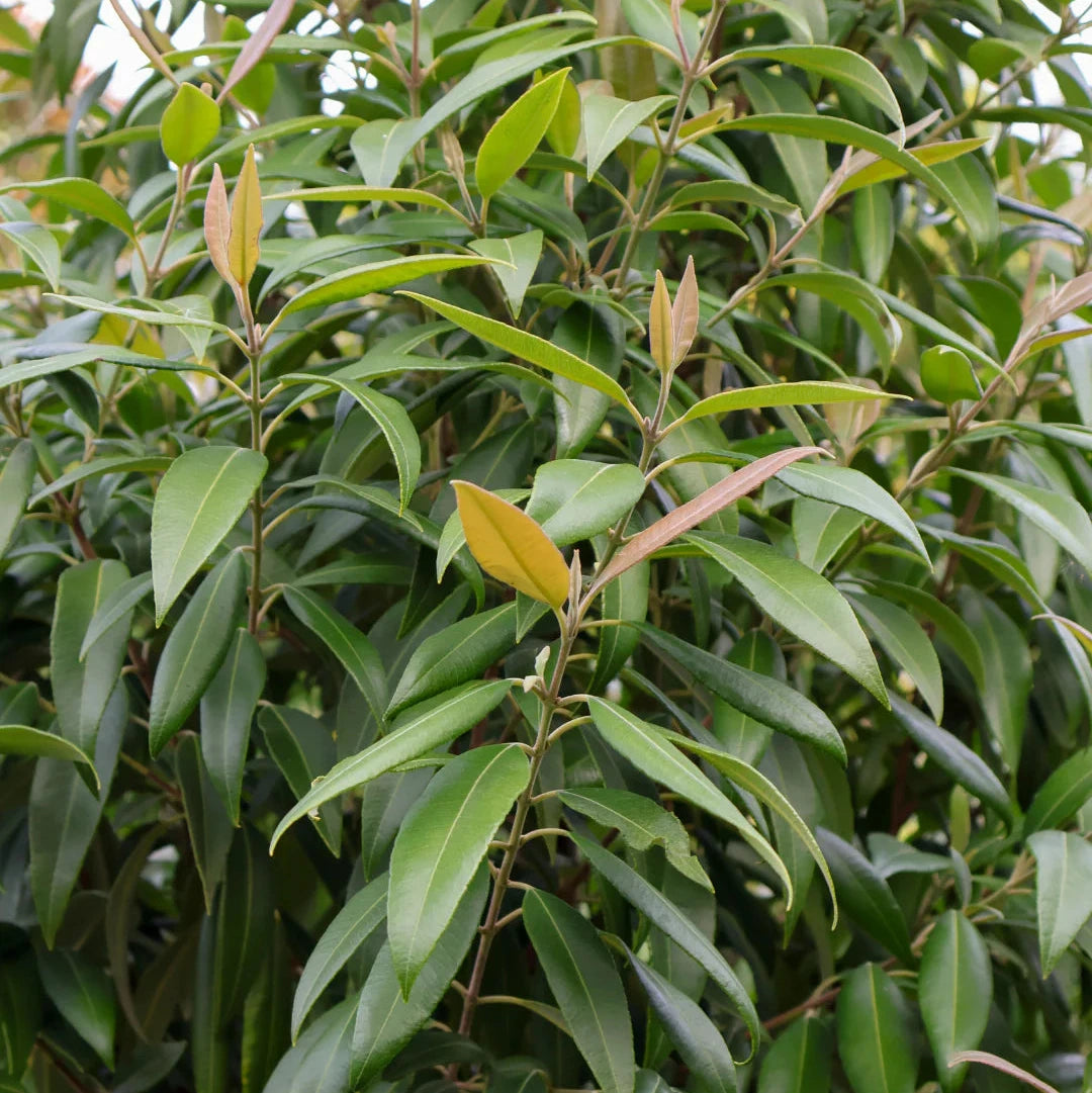 Backhousia citriodora, Lemon scented Myrtle