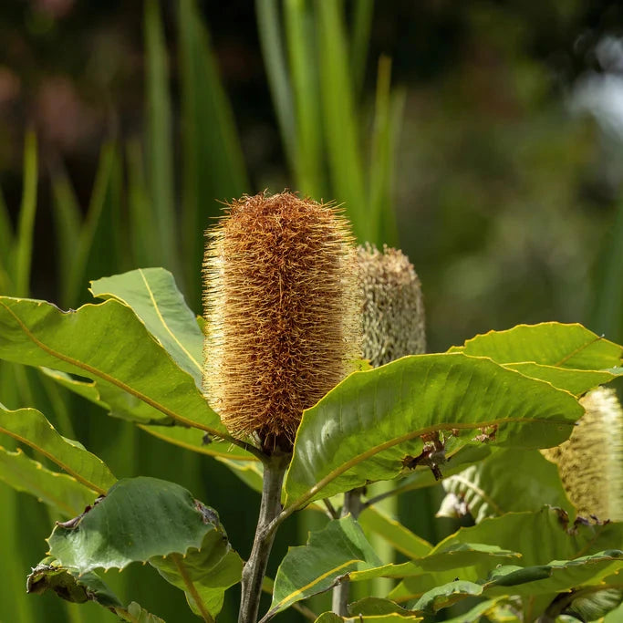 Banksia robur, Swamp banksia