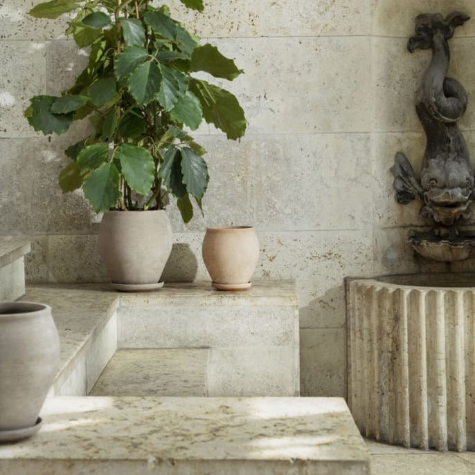 Delphi Rosa with Saucer
