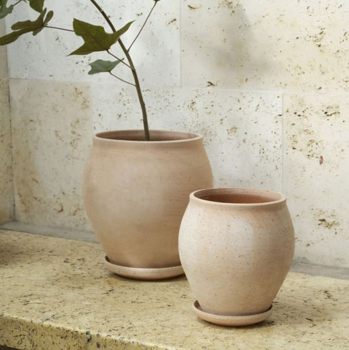 Delphi Rosa with Saucer