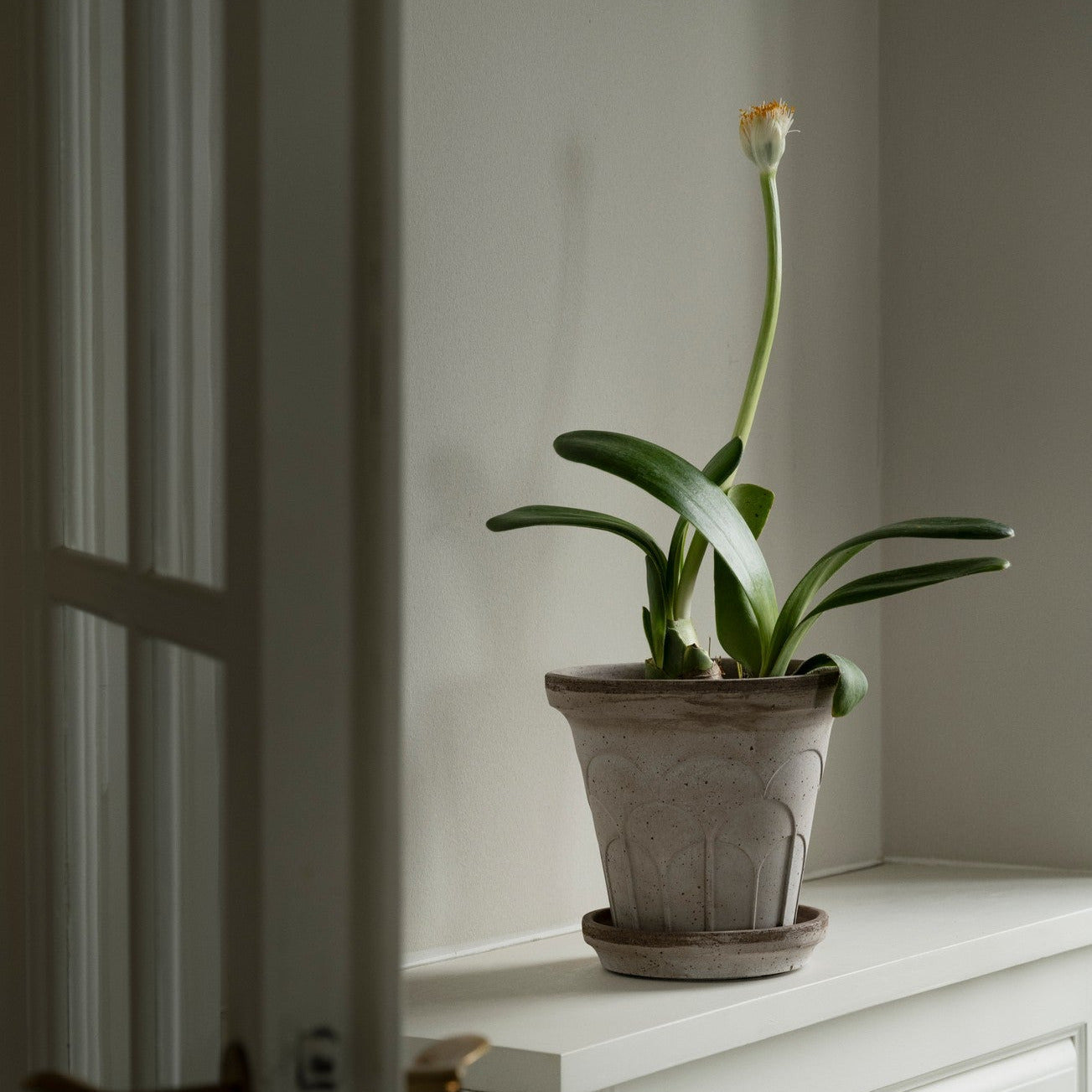 Bergs Potter Fleur grey terracotta pot with embossed floral relief and matching saucer
