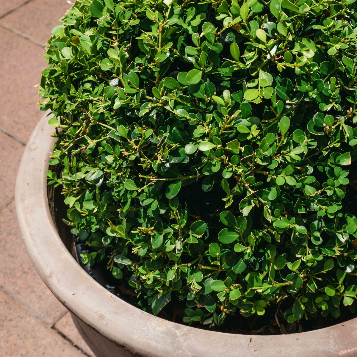 Japanese buxus fabulous hedge for shaping formal gardens brisbane