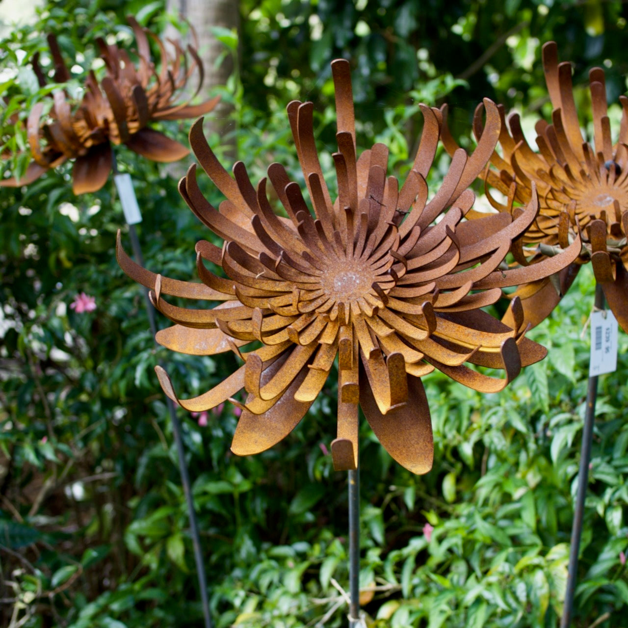 Corten steel Waratah flower garden sculptures on steel stakes with natural rust finish displayed amongst lush garden planting.