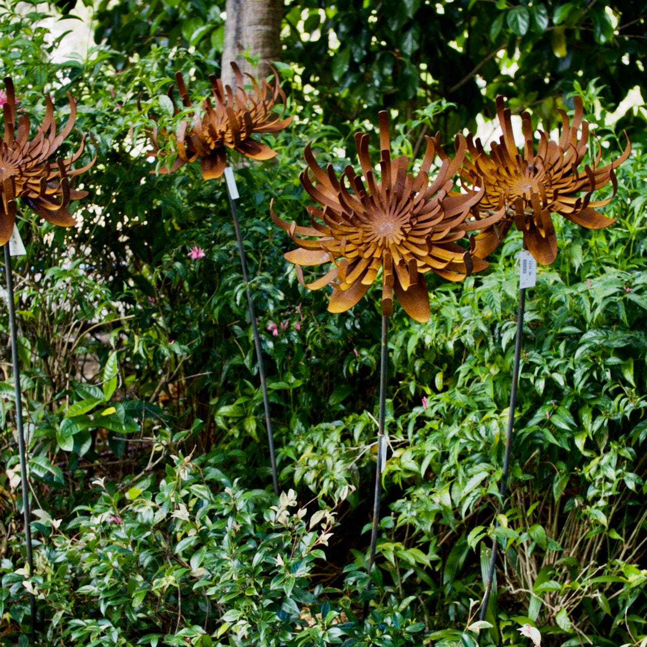 Corten steel Waratah flower garden sculptures on steel stakes with natural rust finish displayed amongst lush garden planting.