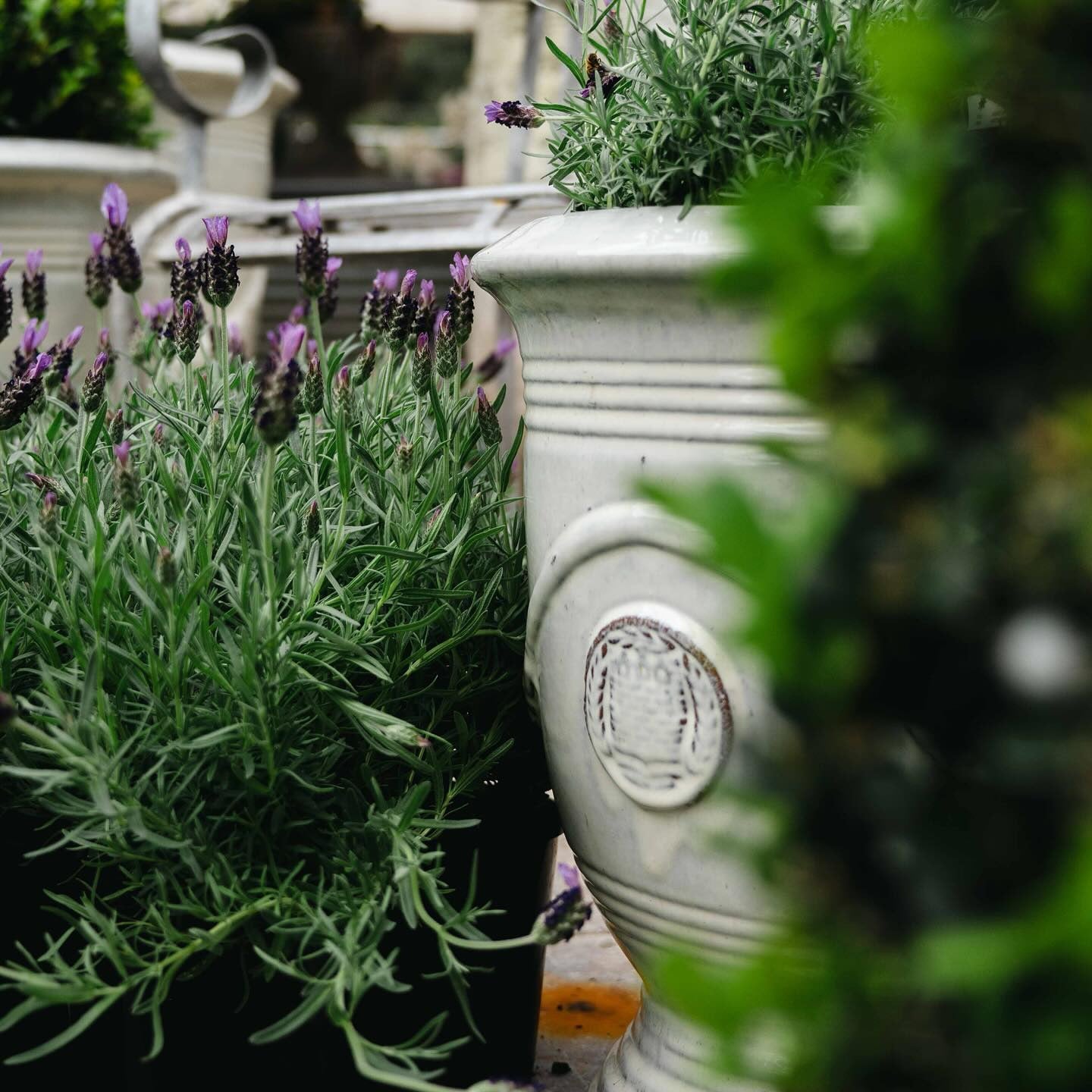 Anduze Urn Cream