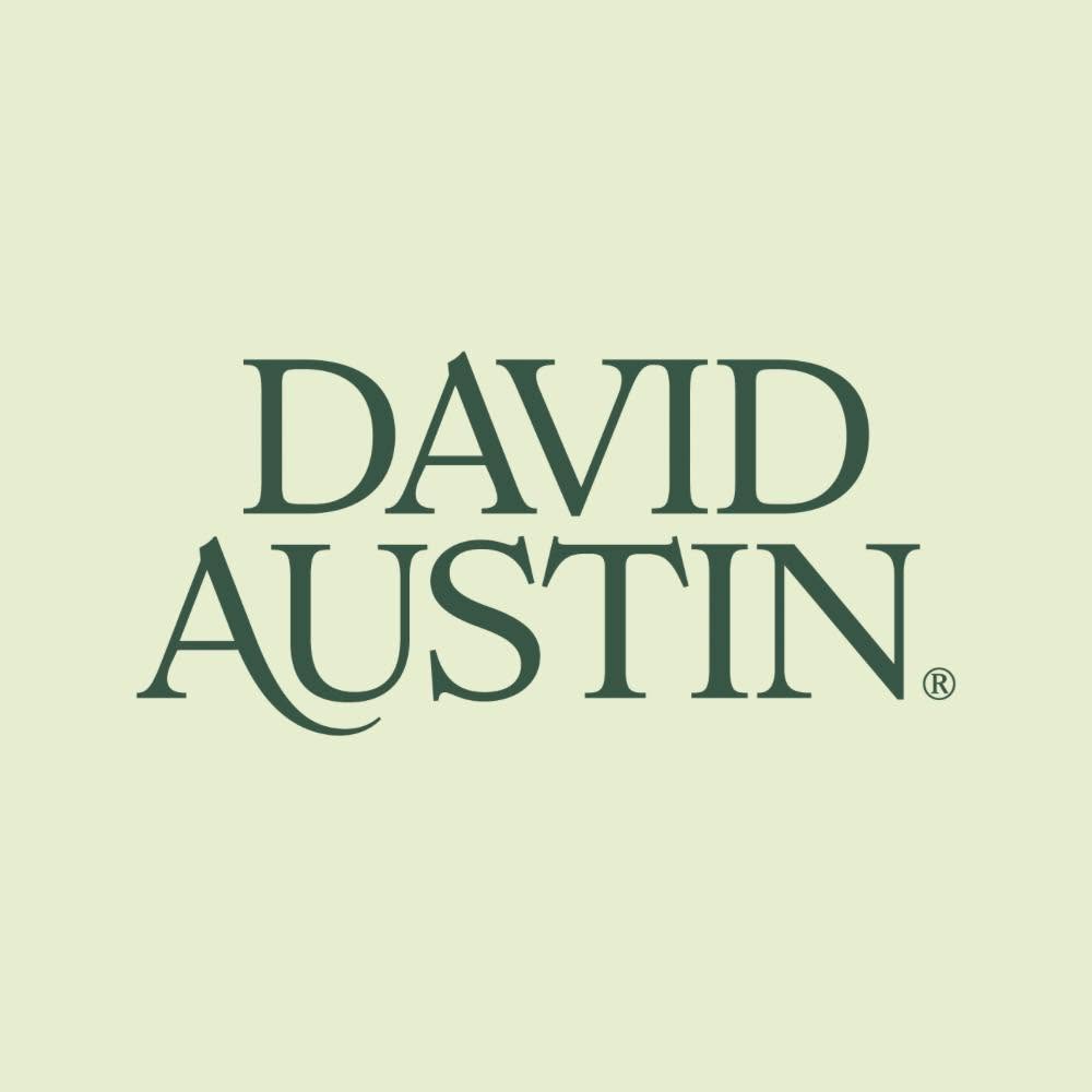 An evening with David Austin Roses 10 November