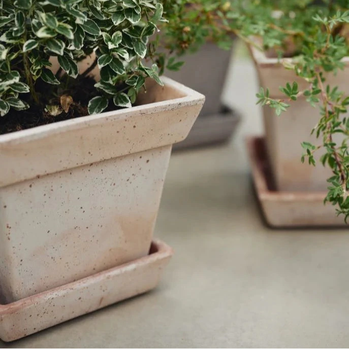 Gaia Rosa Pot inc saucer