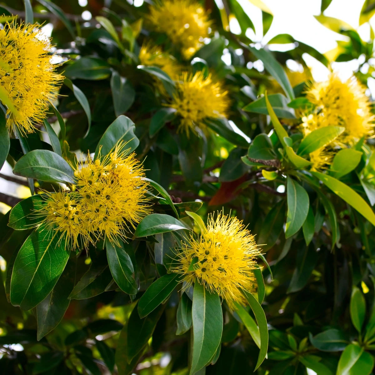 Golden Penda, Xanthostemon chrysanthus