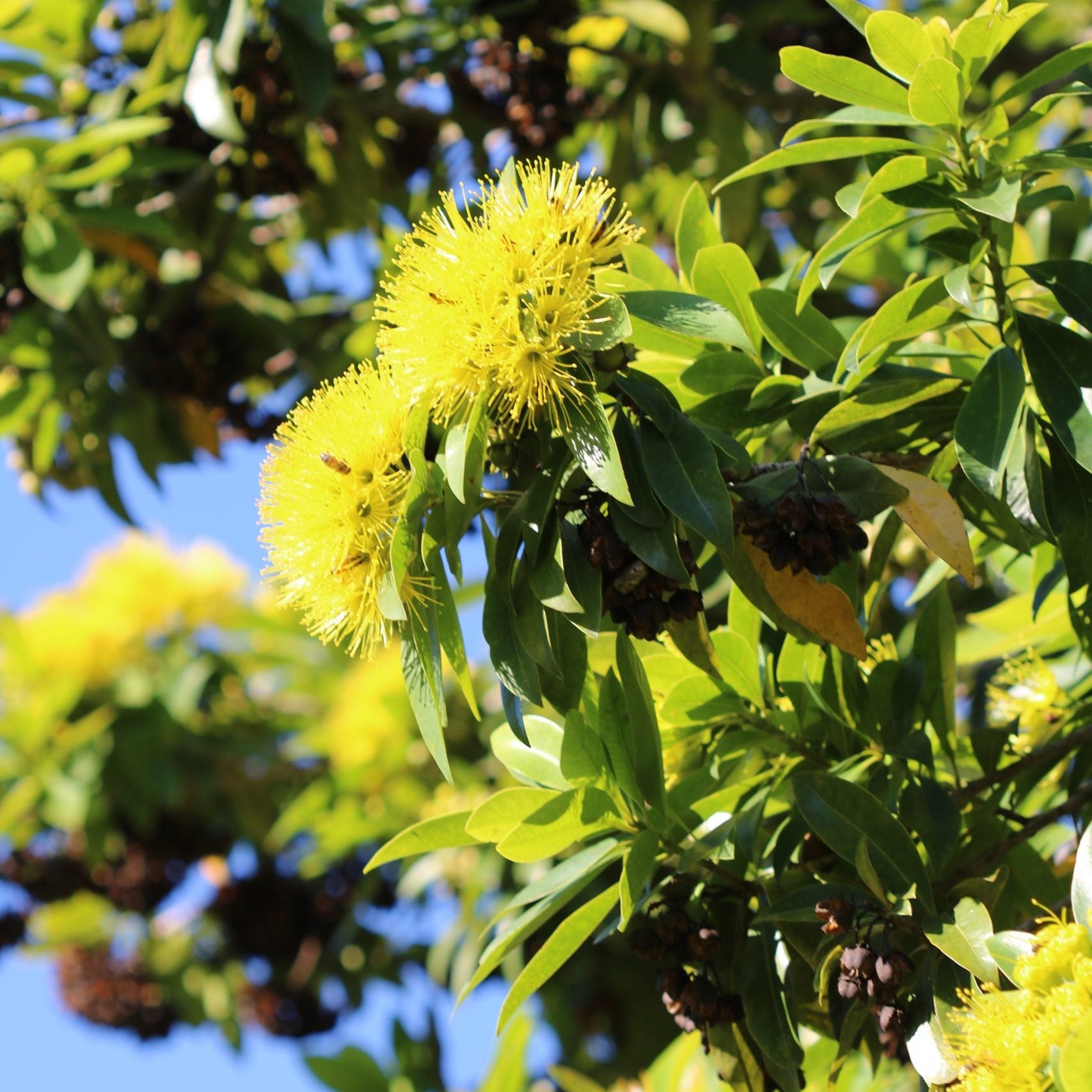 Golden Penda, Xanthostemon chrysanthus