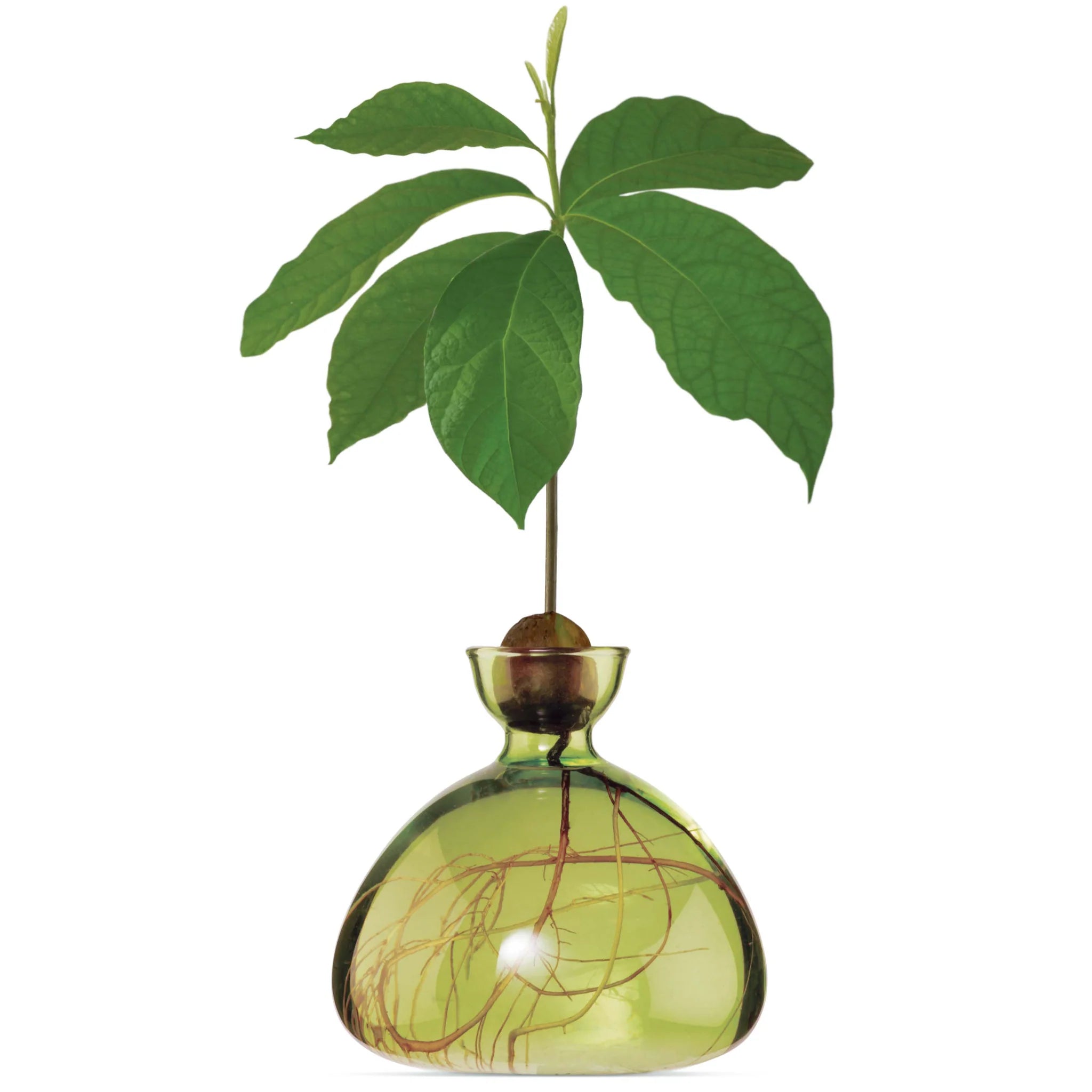 Avocado Vase Green