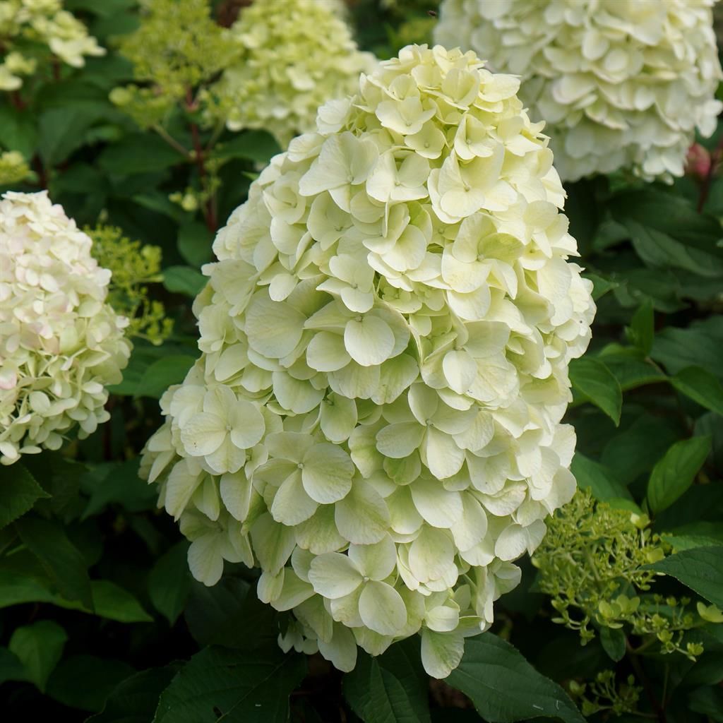 Hydrangea Hercules
