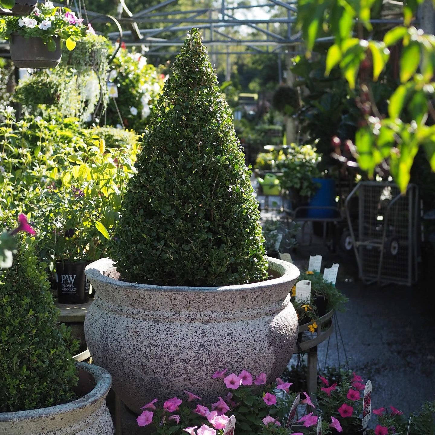 Tall conical evergreen plant in a pot surrounded by other plants and gardening equipment.