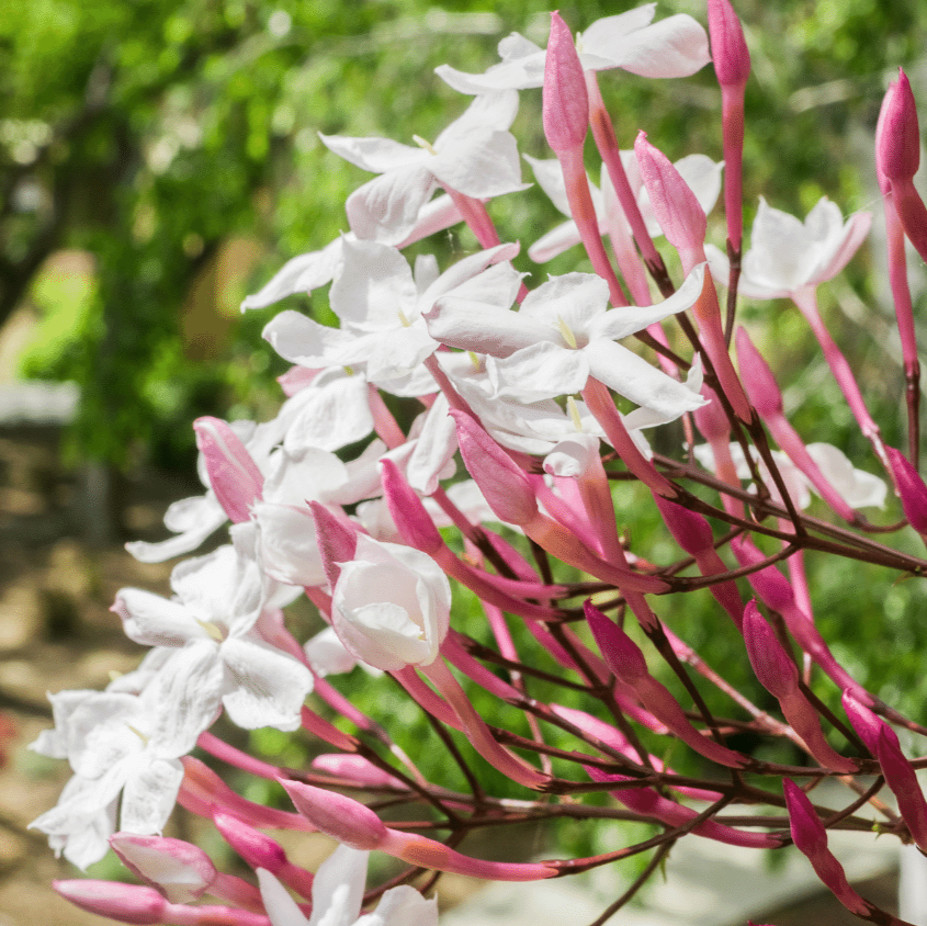 Jasmine polyanthum, Pink Jasmine