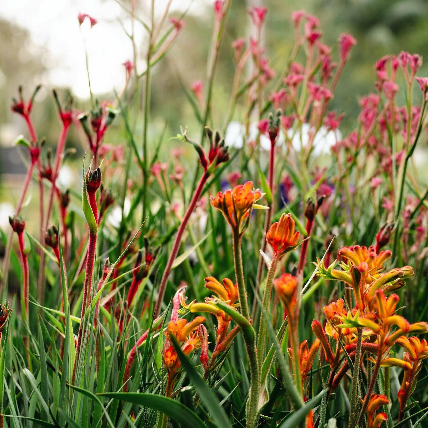 kangaroo palm plant Kangaroo Paw