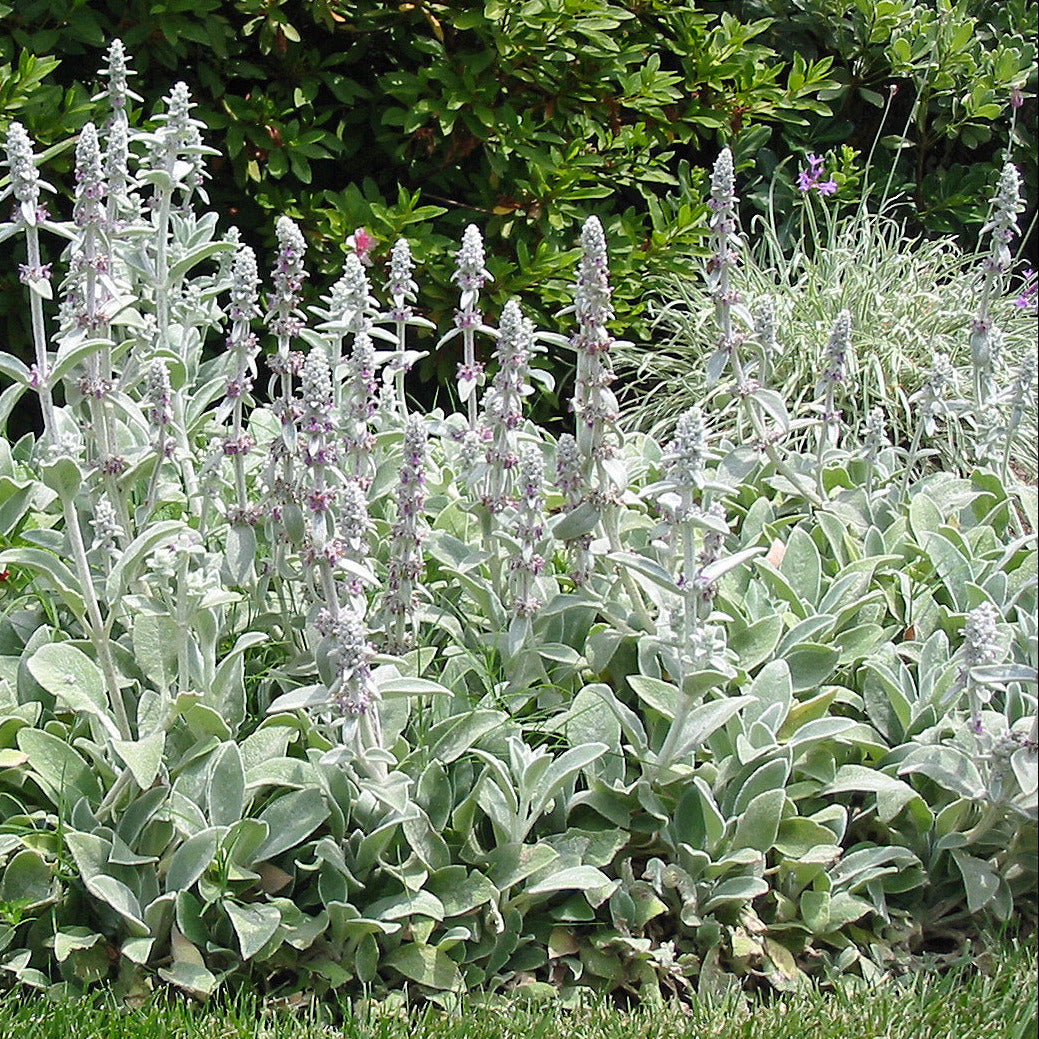 Stachys byzantina 'Lamb's Ear' with soft silvery velvety foliage growing as a low border in a sunny garden.
