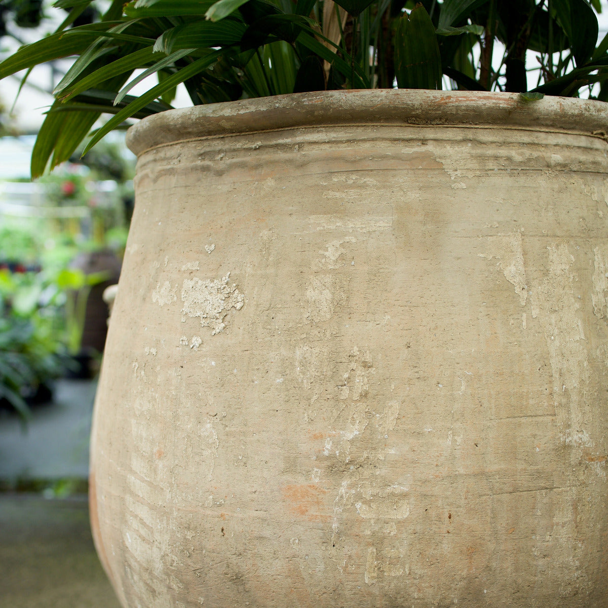 Large Ancient Turkish terracotta pot with rounded body, rolled rim and naturally weathered cream, earthy and grey patina, at Brookfield Gardens Brisbane.