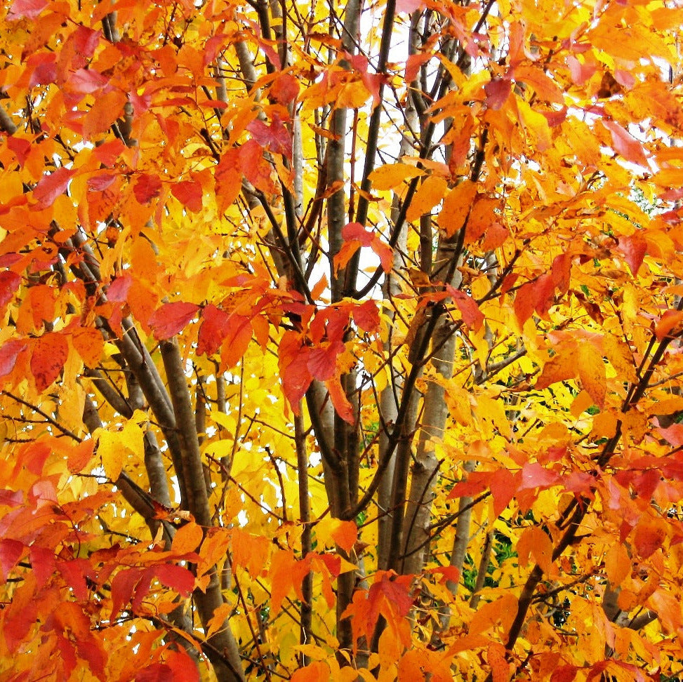 Liquid Amber, Liquidambar styraciflua