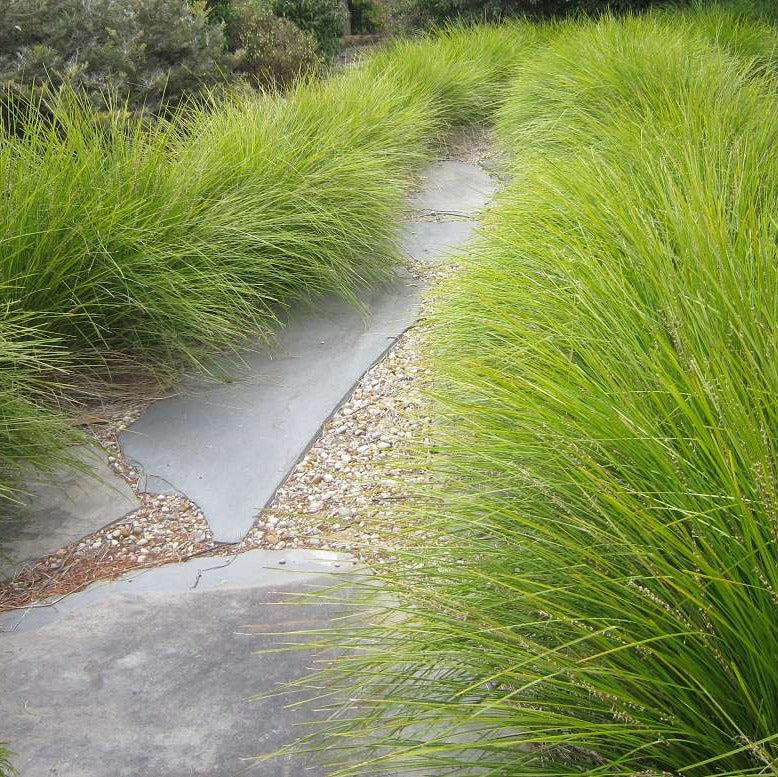 Lomandra