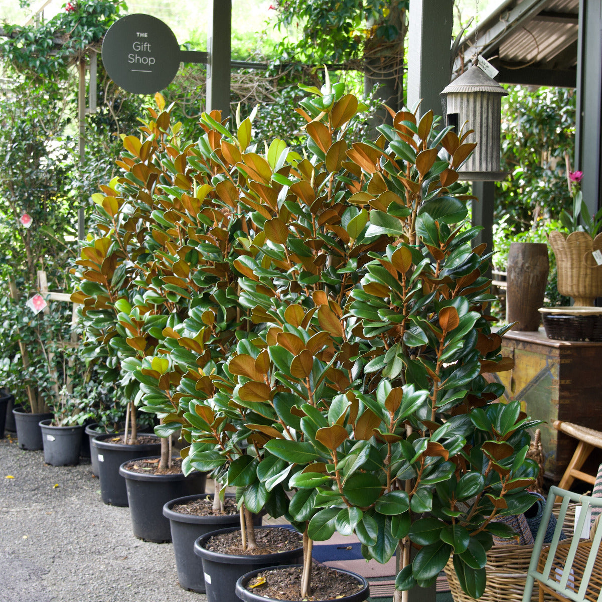 Magnolia ‘Teddy Bear’, Magnolia grandiflora
