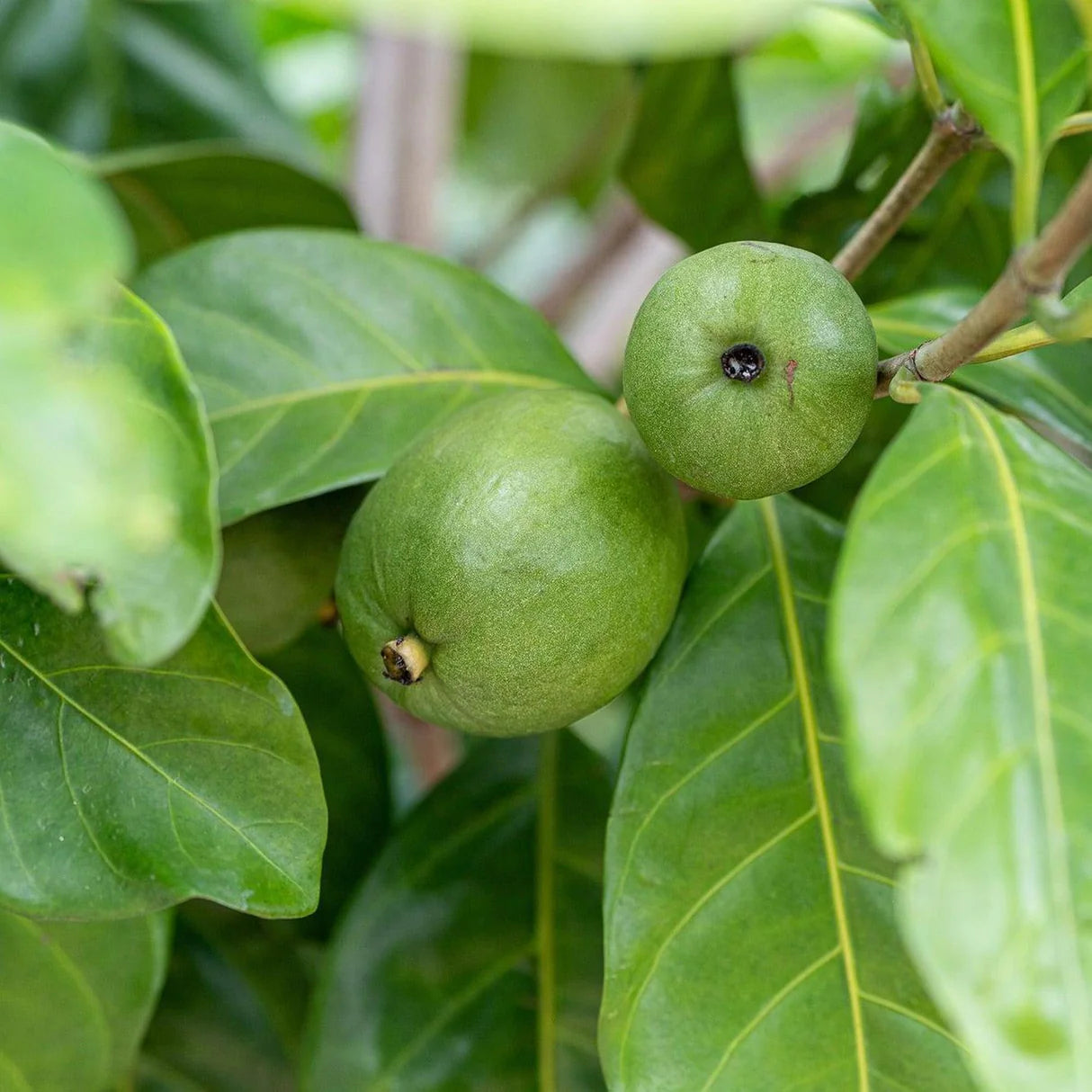 Native Gardenia, Atractocarpus fitzalanii