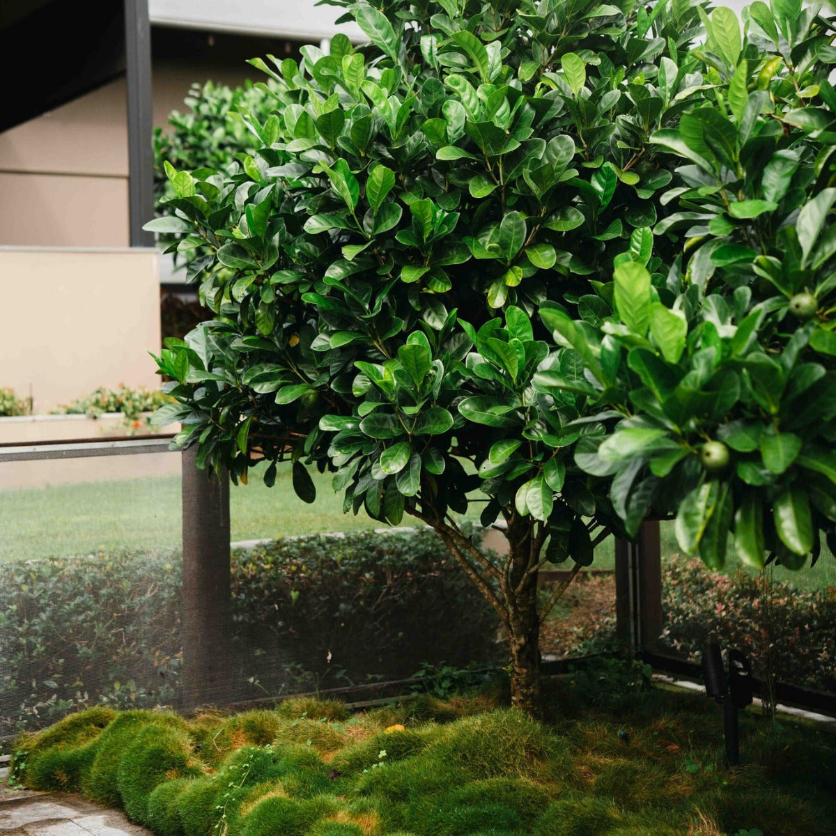Native Gardenia, Atractocarpus fitzalanii