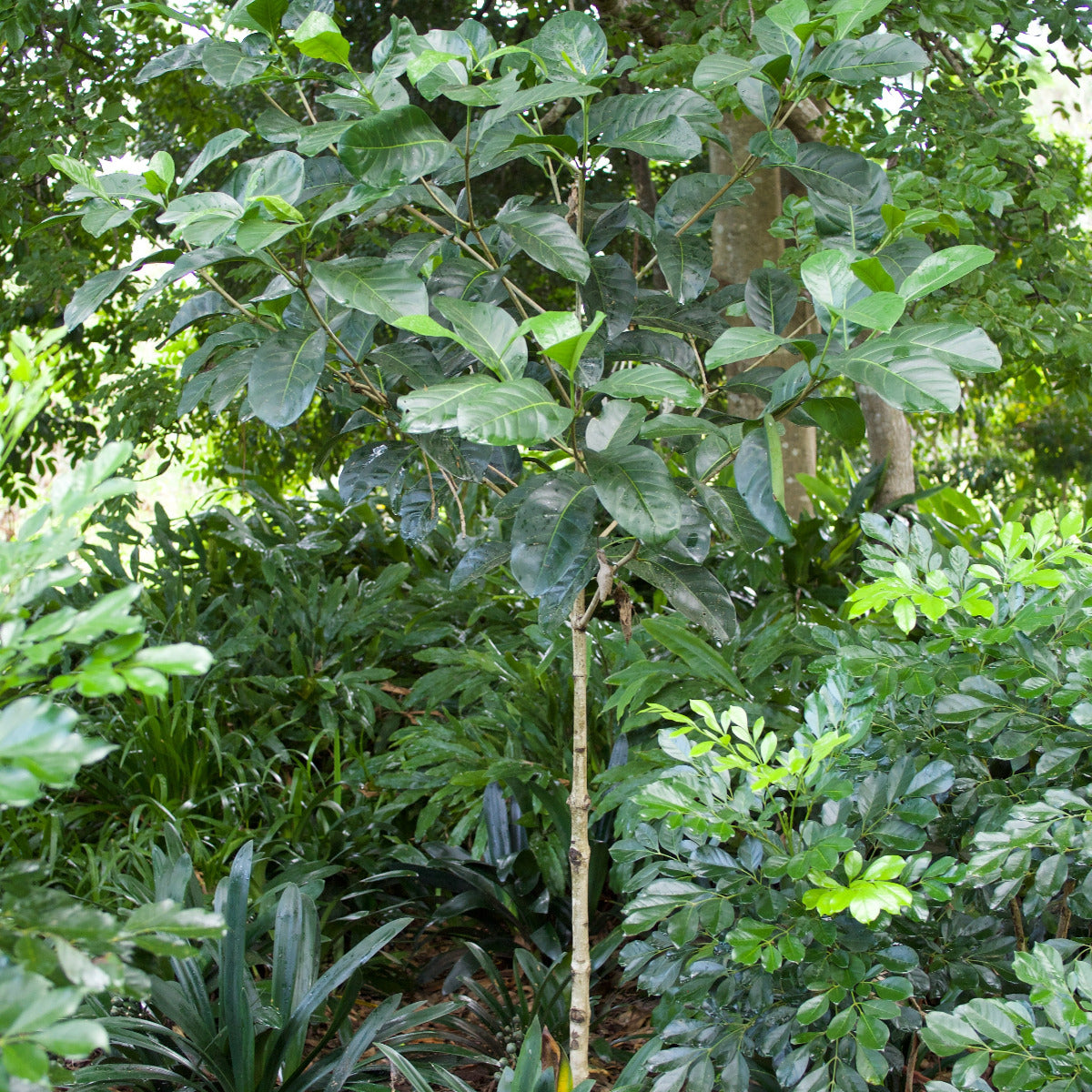 Native Gardenia, Atractocarpus fitzalanii
