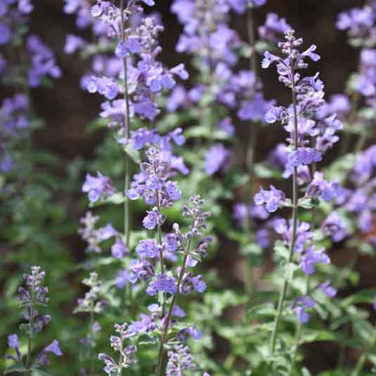 Nepeta 'Walker's Low' displaying masses of lavender-blue flower spikes above soft grey-green foliage, creating a relaxed, cottage-garden effect that attracts bees and butterflies throughout the warmer months.