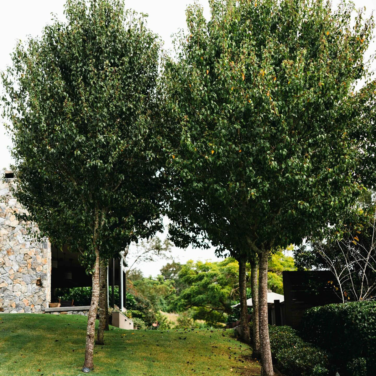 Ornamental Pear, Pyrus calleryana