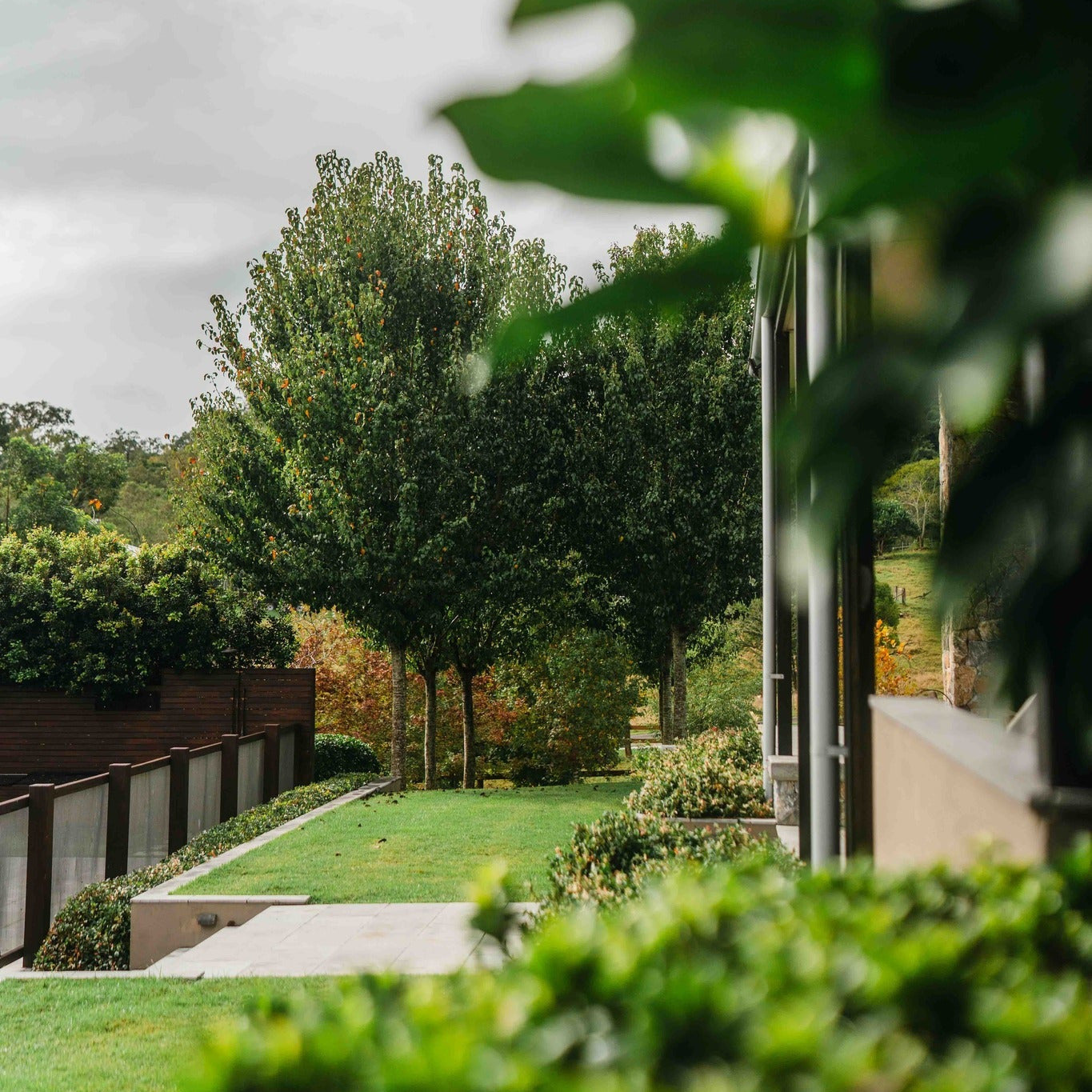Ornamental Pear, Pyrus calleryana