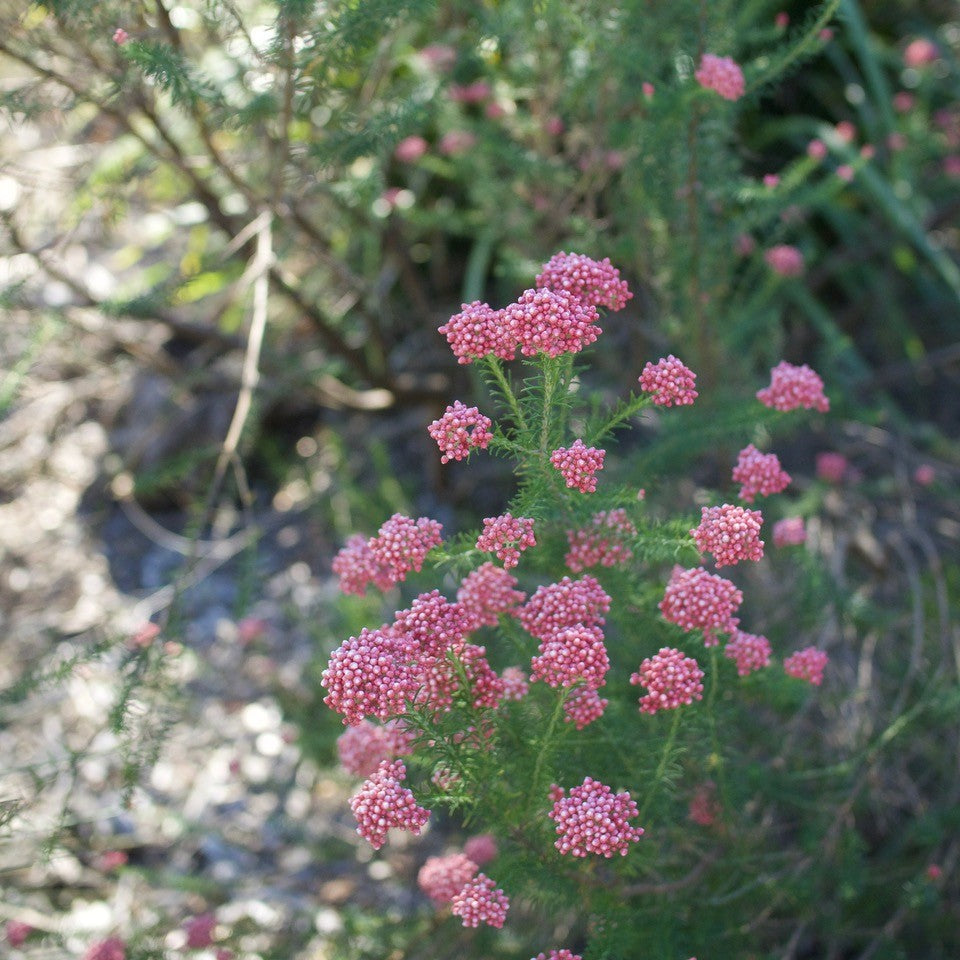 Ozothamnus diosmifolius 'Rice flower'