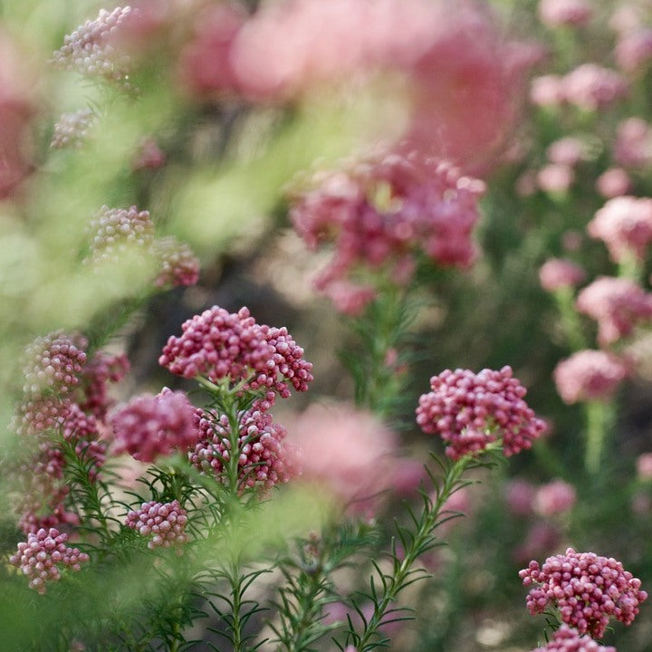 Ozothamnus diosmifolius 'Rice flower'