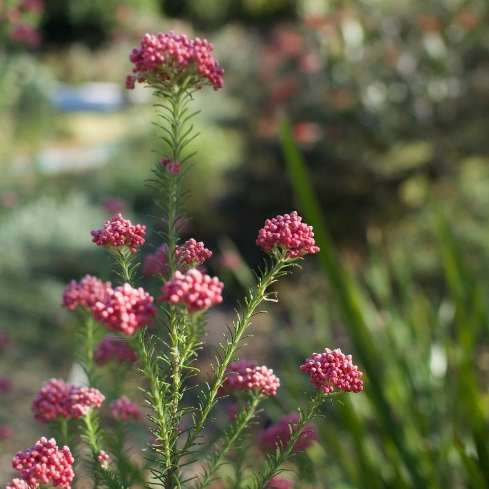 Ozothamnus diosmifolius 'Rice flower'