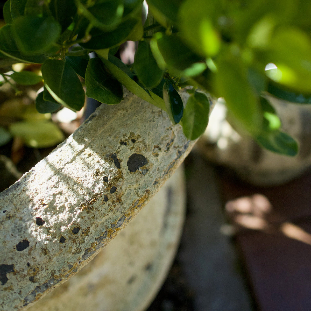Thistle Urn