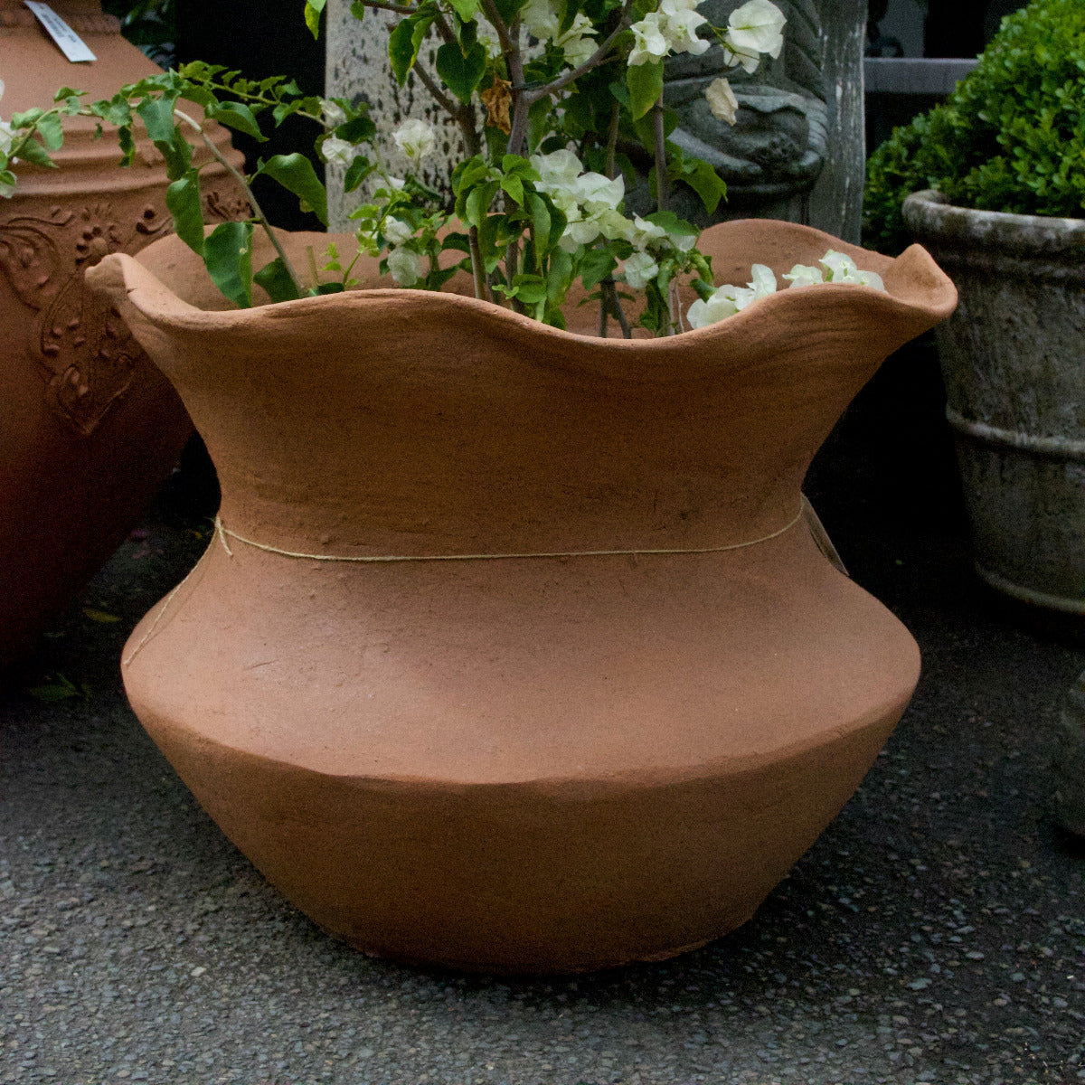 Terracotta Pot Scallop