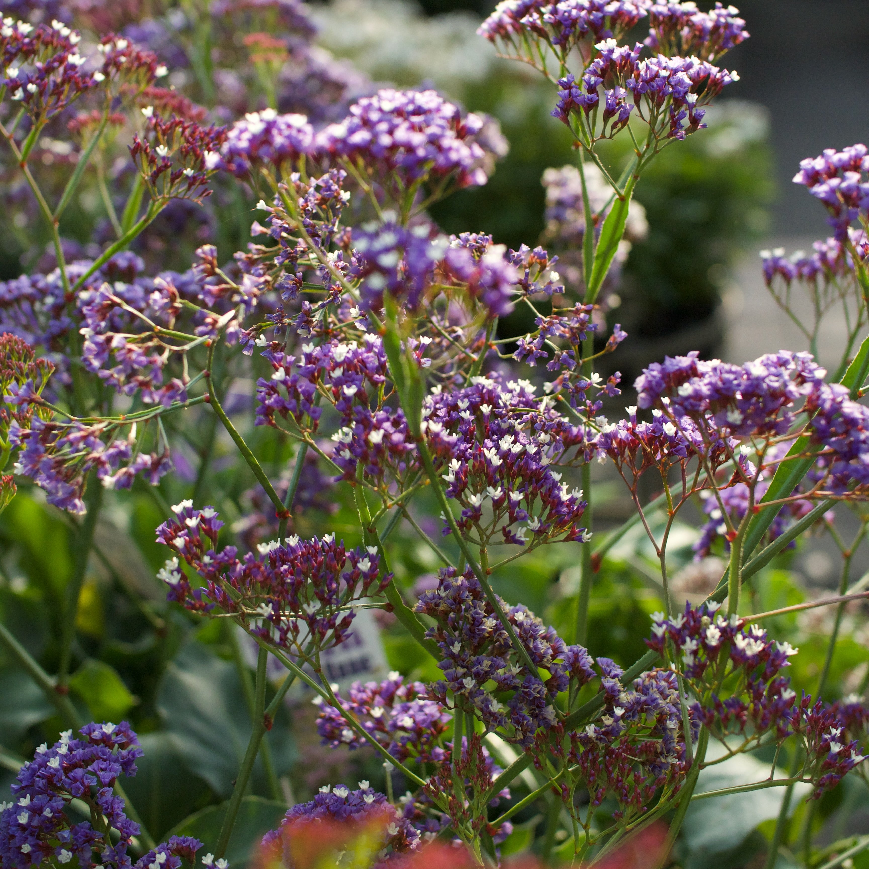 Limonium perezii 'Perennial Statice'