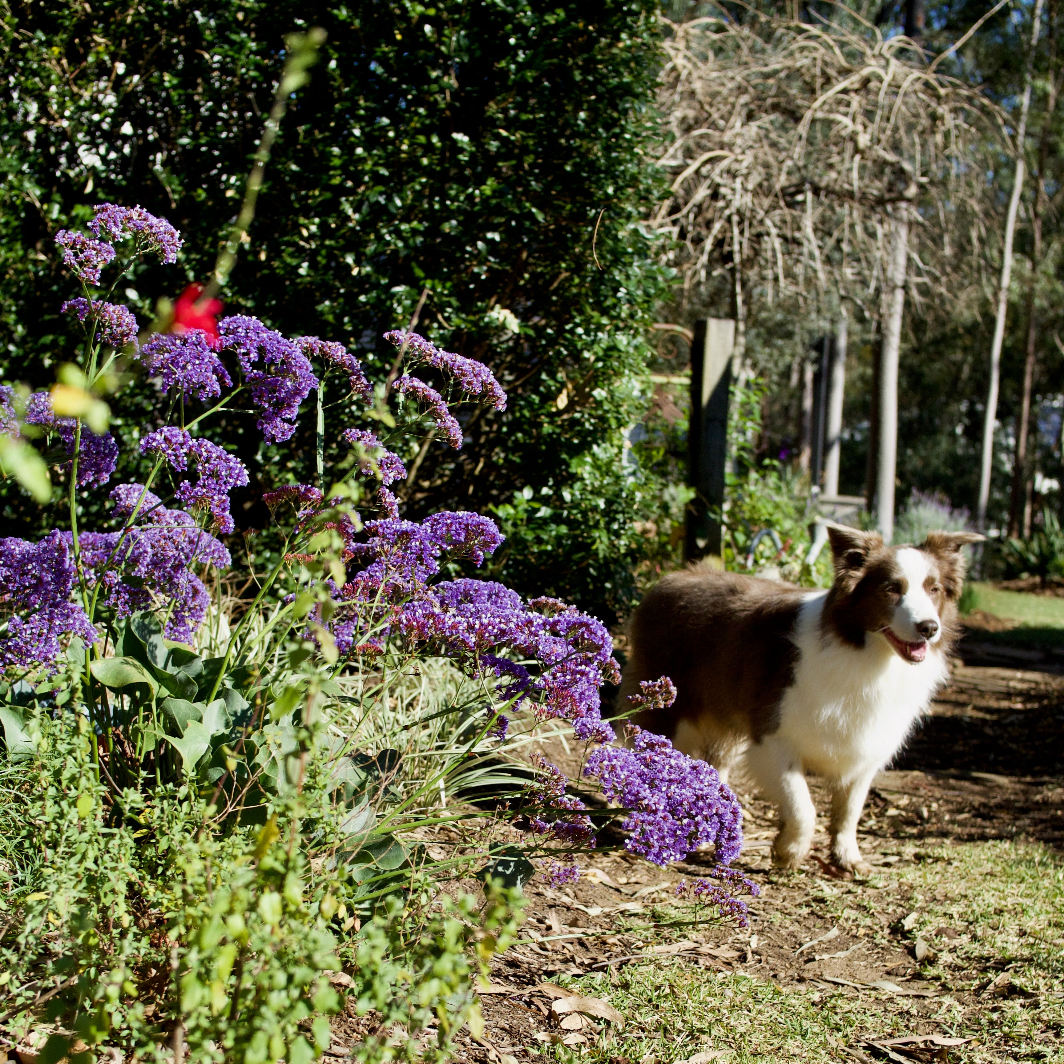 Limonium perezii 'Perennial Statice'