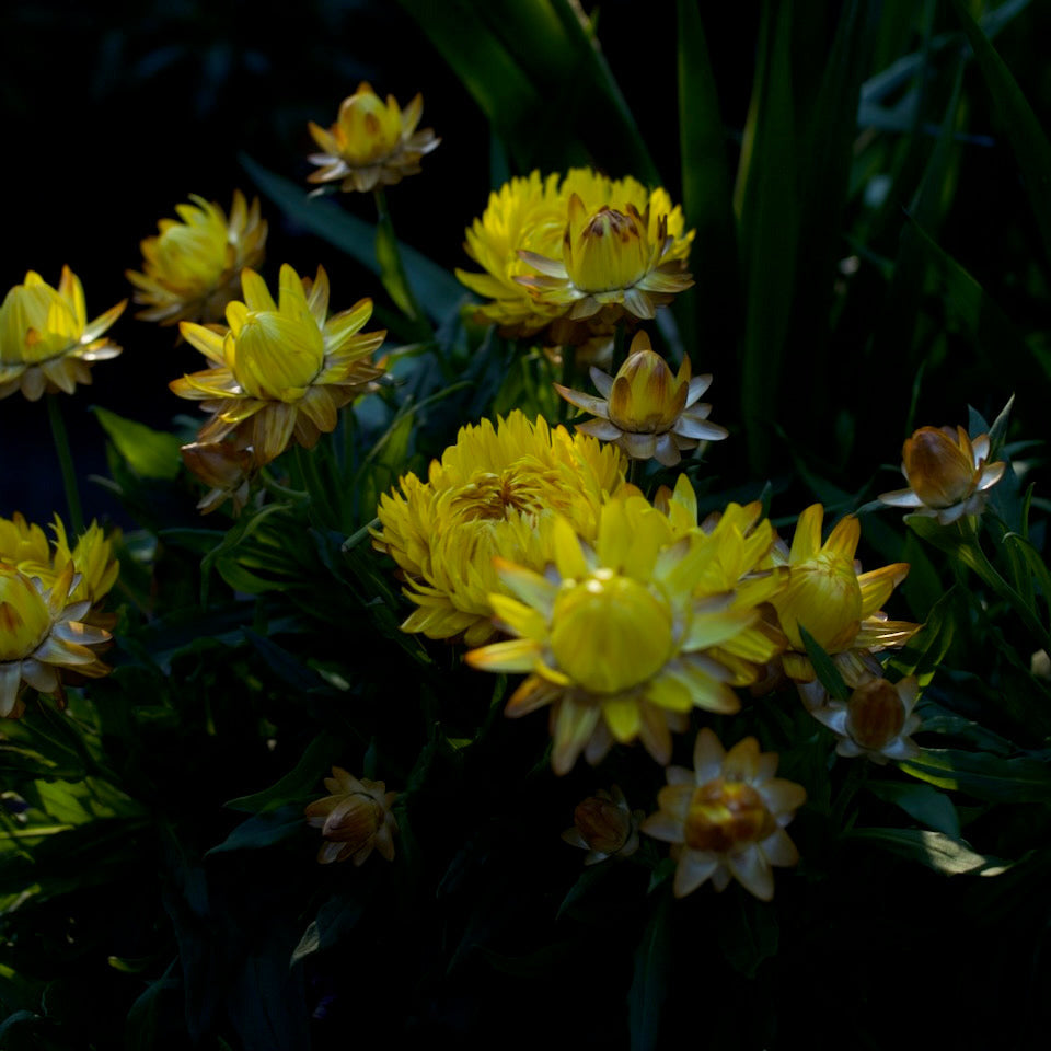 Bracteantha, Everlasting daisy
