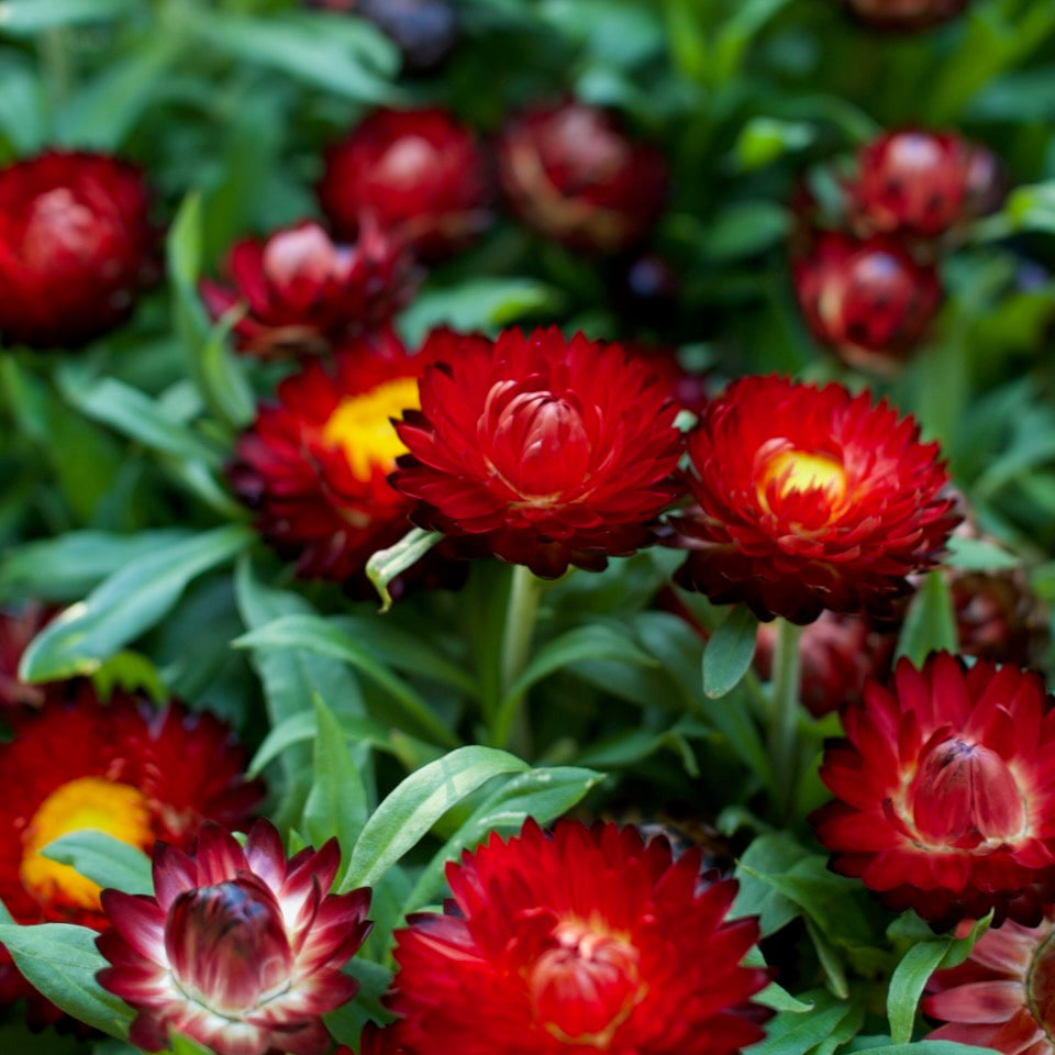 Vibrant red strawflowers with yellow centers growing among green leaves in a garden setting.